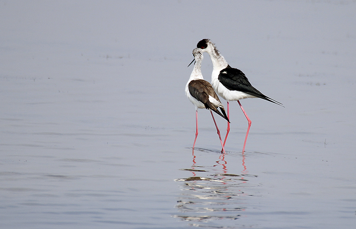 Black-winged Stilt